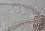 Geocoma carinata (GOLDFUSS 1833) - Bild © FossNet FossilienStore